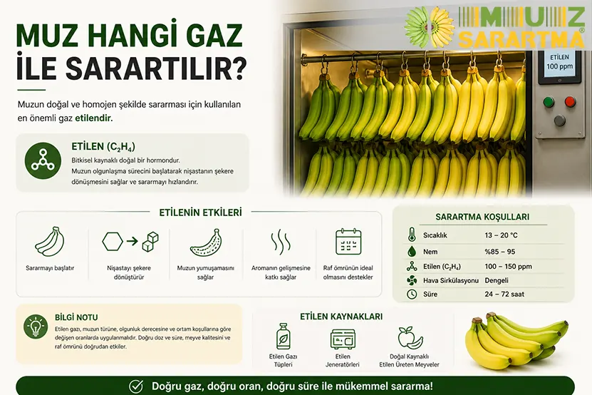 Muz Hangi Gaz İle Sarartılır